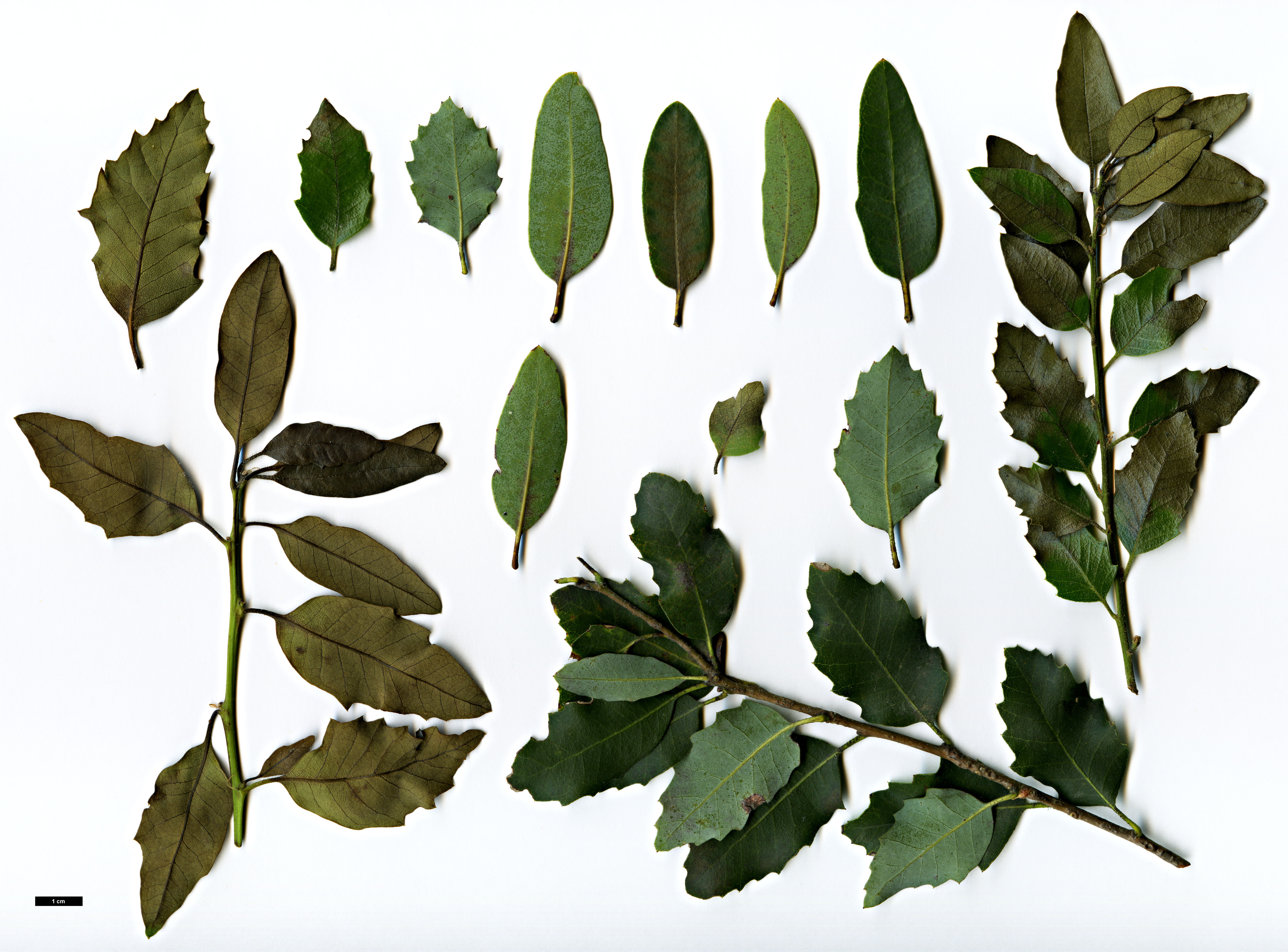 High resolution image: Family: Fagaceae - Genus: Quercus - Taxon: chrysolepis × Q.vacciniifolia High resolution image: Family: Fagaceae - Genus: Quercus - Taxon: chrysolepis × Q.vacciniifolia